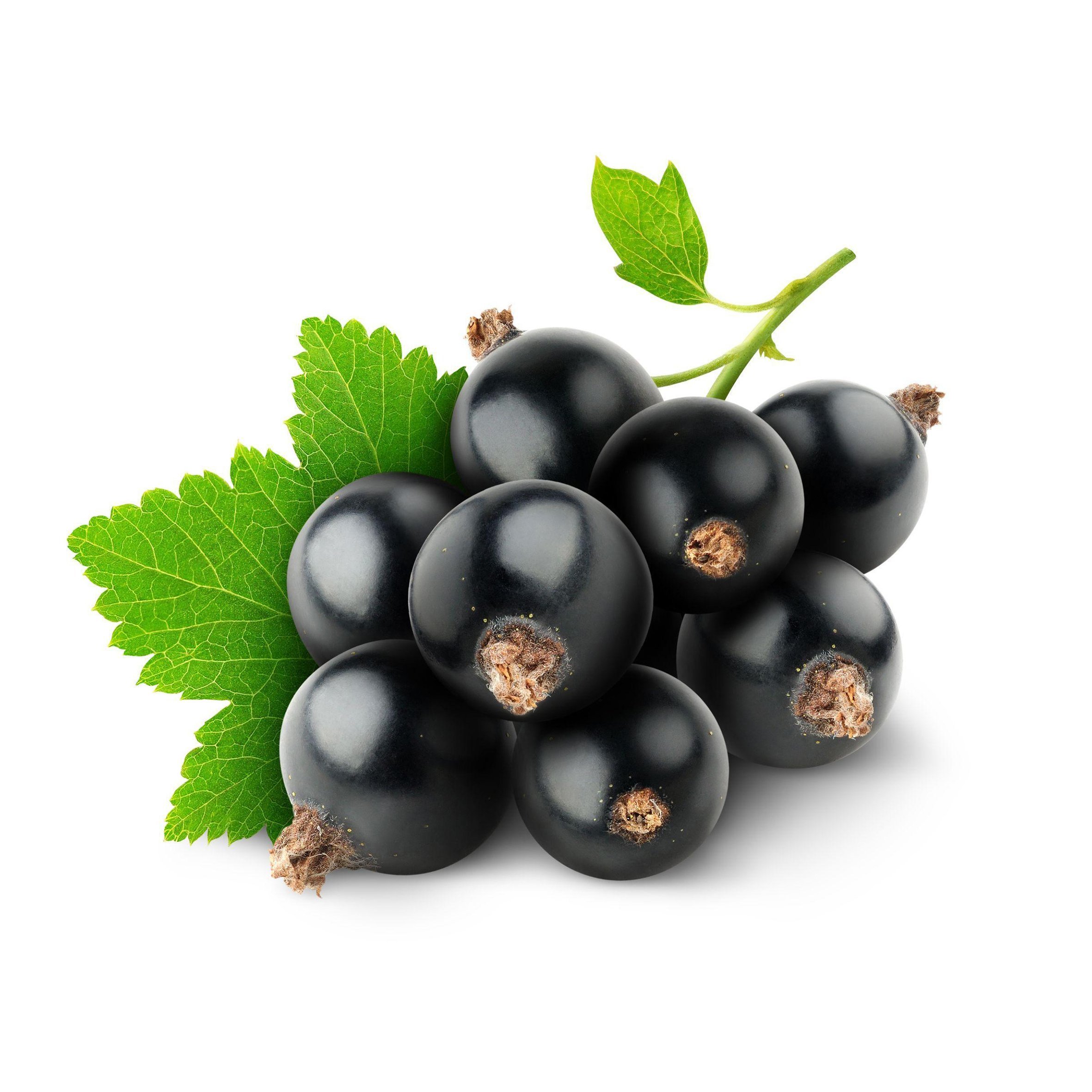 Black Currant